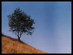 photo "a tree away from me"