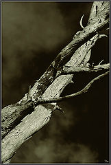 photo "High relations..."
