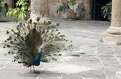 photo "The peacock"