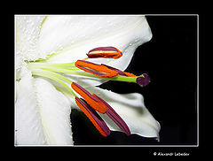 photo "###"