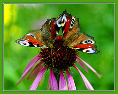 photo "Two butterflies"