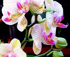 photo "Orchid "Brother Lancer""