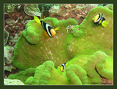 photo "Clark's clownfish (Yellowtail clownfish)"