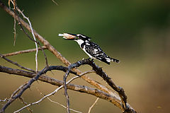 фото "kingfisher"