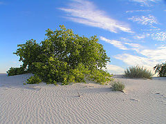 фото "Lone Tree"