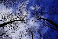 photo "A forest"