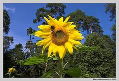 photo "Northern sunflower"