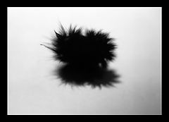 photo "caterpillarrr-langolier"