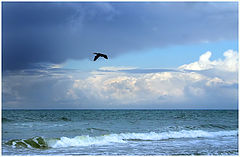 photo "flight"