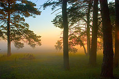photo "look from wood"