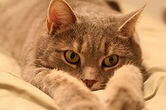 photo "A Cat's Life"