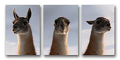 photo "***"