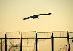 photo "Leaving"