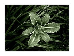 photo "-/-*"