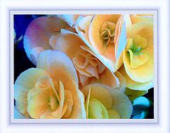 photo "Begonia."