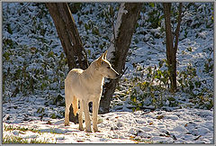 photo "In harmony with a nature."