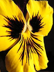 фото "deep dark  dragon"