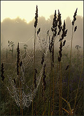 photo "Summer morning with dewdrops"