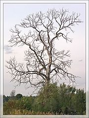 фото "Деревянные кружева: сухое дерево в Кашино"
