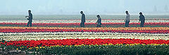 photo "Printemps"