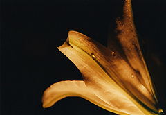 фото "Моя лилия"