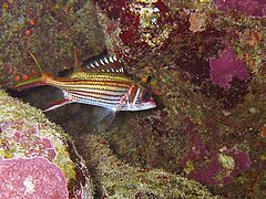 photo "Bloodspot aquirrelfish"