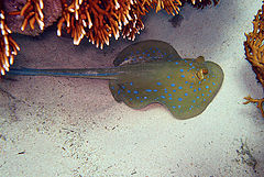 photo "Bluespotted Stingray"