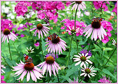 photo "Butterflies and flowers"