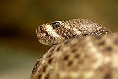 photo "Reptile close-up"