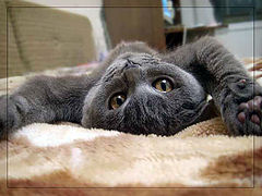 photo "I surrender!"