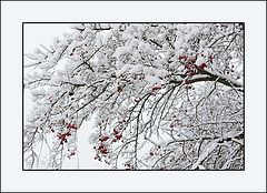 photo "***"