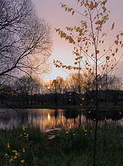 photo "Last leaves ."