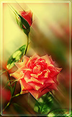 фото "***"