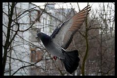 фото "В полете 3"