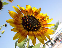 photo "collecting sunshine =)"