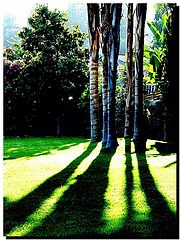 photo "Palms: Late Afternoon"