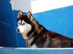 photo "The Sailing Dog"