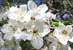 photo "Flower of Quince"