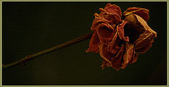 photo "once upon a time there was a beautiful flower.."