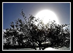 фото "Bright vision"