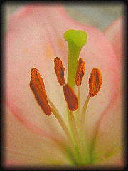 photo "***"