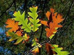 photo "indian summer"