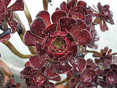 фото "Watery Cactus"