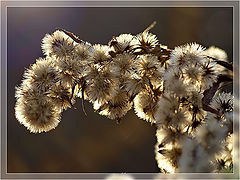 photo "Fluffy"