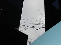 photo "a tree and a little bird in NYc"