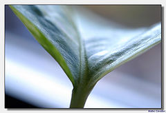 photo "Foglia"