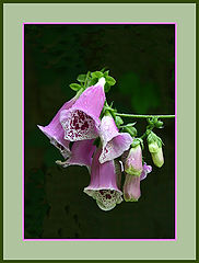 photo "Digitalis Purpurea"