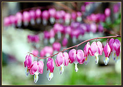 photo "Bleeding-heart"