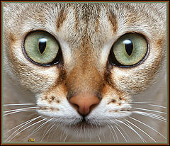 фото "Amber - my Singapura"