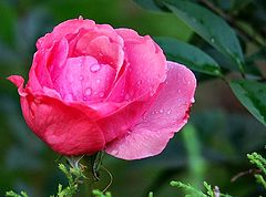 photo "A red rose to you... my love!"